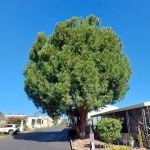 Charter Oak Mobile Home Estates