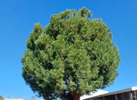Charter Oak Mobile Home Estates