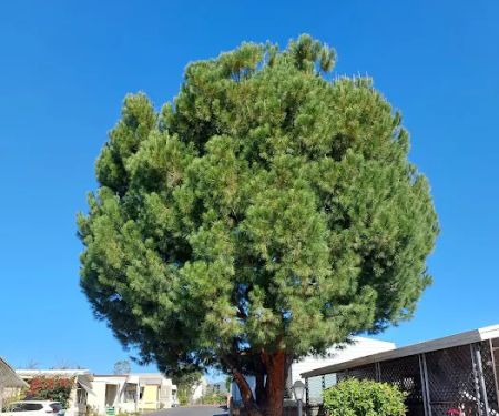 Charter Oak Mobile Home Estates