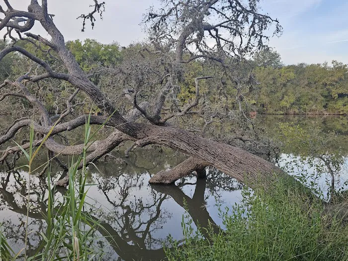Palmetto State Park RV Campground Picture 4