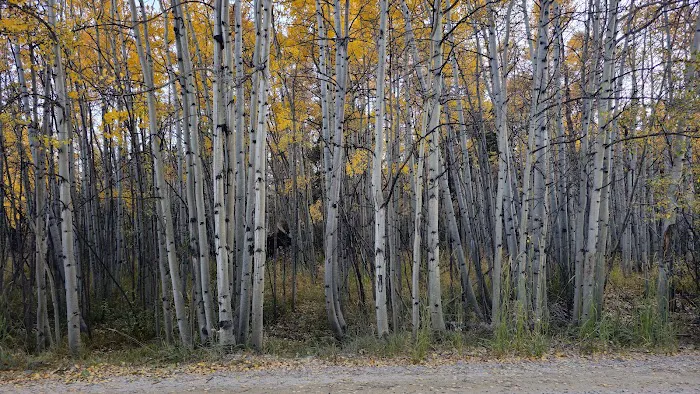 Jefferson Creek Campground Picture 6