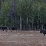 Aspen Campground