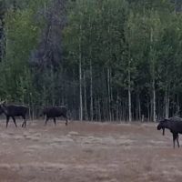 Aspen Campground ico