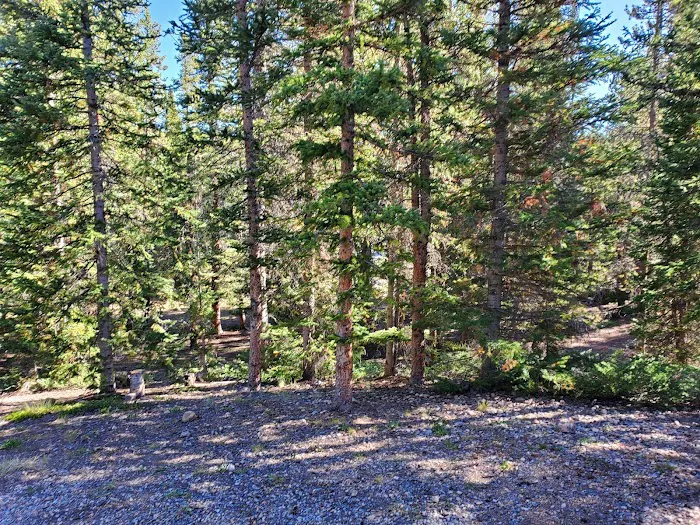 Lodgepole Campground Picture 3