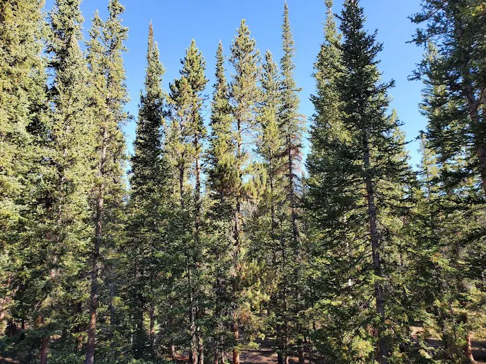 Lodgepole Campground Picture 6