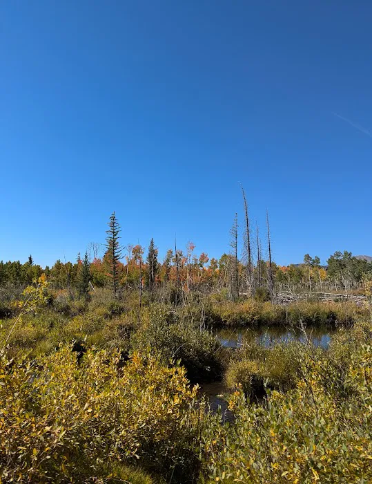 Lodgepole Campground Picture 10