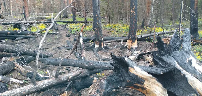 South Fork Campground Picture 4