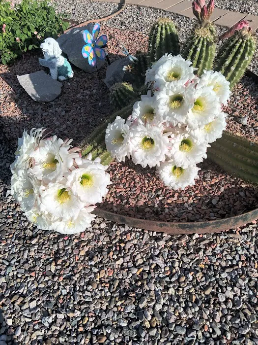 Desert Gardens Mobile Home Park Picture 1