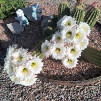 Desert Gardens Mobile Home Park ico