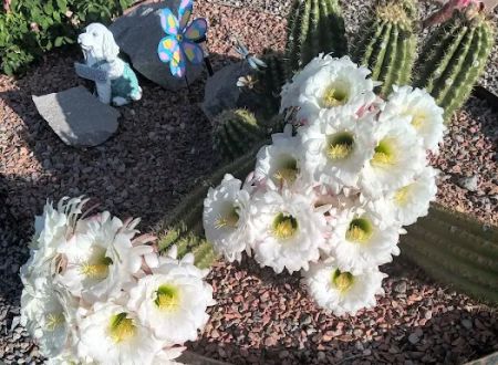 Desert Gardens Mobile Home Park