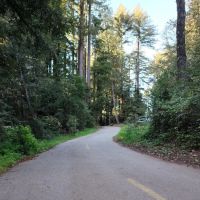 Tan Oak Campground, Mt Madonna County Park ico