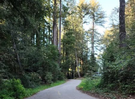 Tan Oak Campground, Mt Madonna County Park