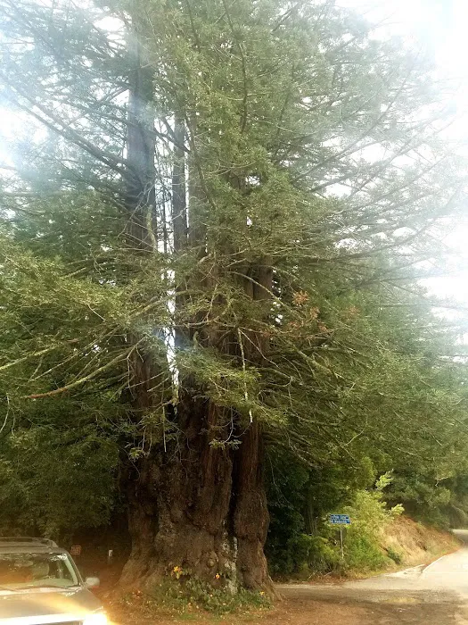 West Deer Pen Group Camp Ground Picture 7