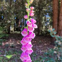 Valley View 2 Campground ico