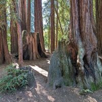Huckleberry Group Camping Site ico