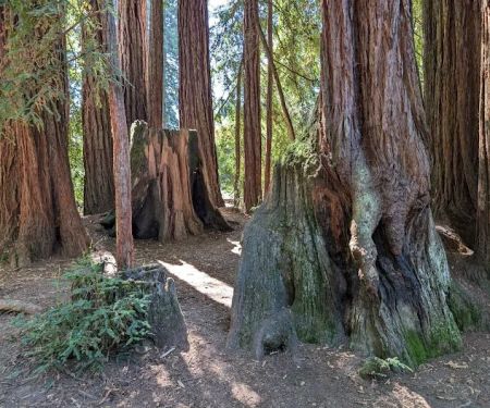 Huckleberry Group Camping Site