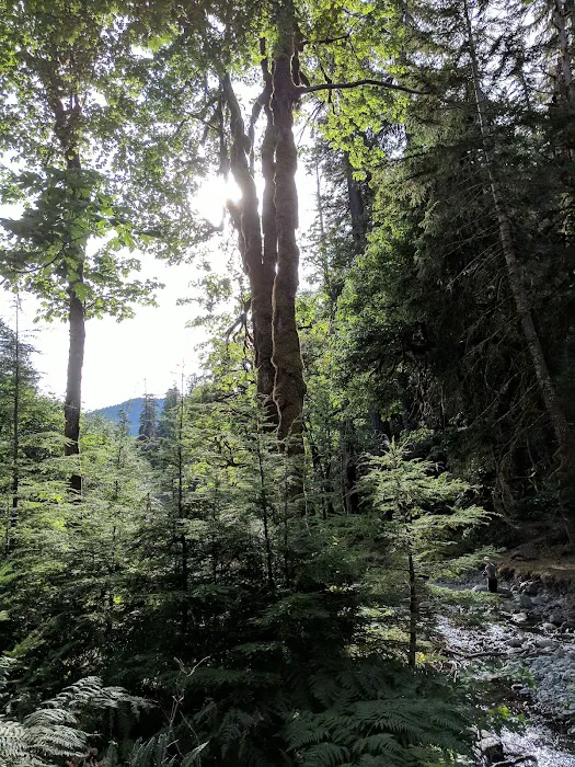 Camp Pleasant Picture 10