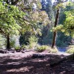 O' Neil Creek