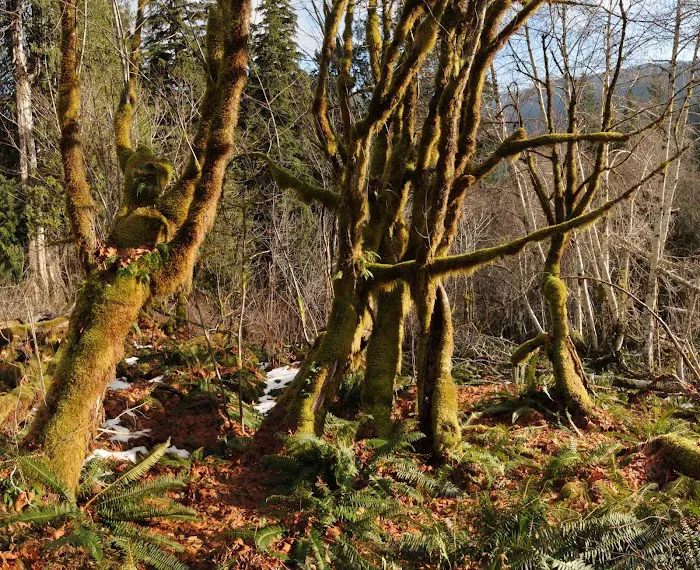 O' Neil Creek Picture 8