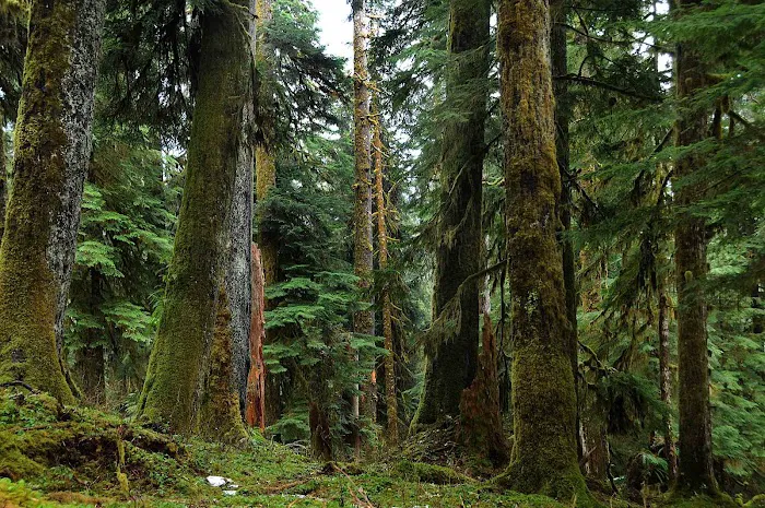 O' Neil Creek Picture 10