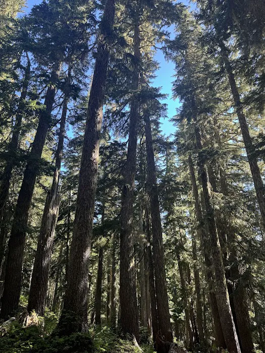 Devil's Dream Camp Picture 2