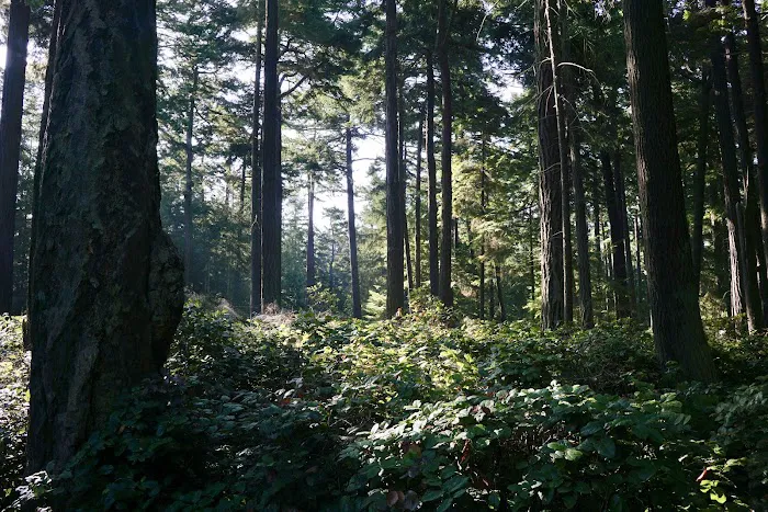 Fort Ebey State Park Campground Picture 9