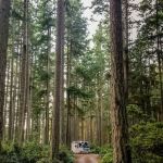 Rhododendron Campground