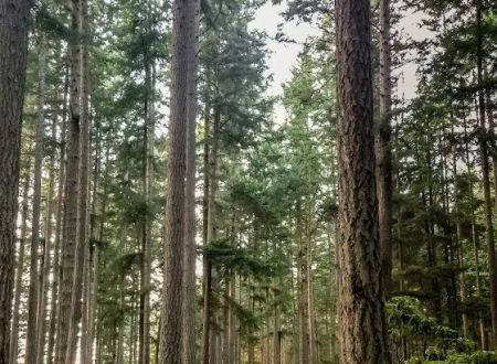 Rhododendron Campground