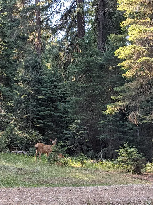 Nineteenmile Campground Picture 9