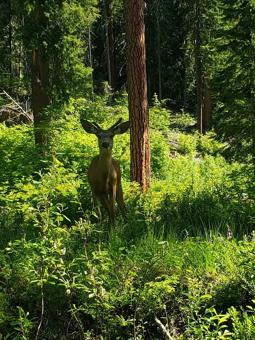 Meadow Creek Campground Picture 8