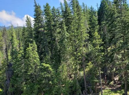 Chatter Creek Campground