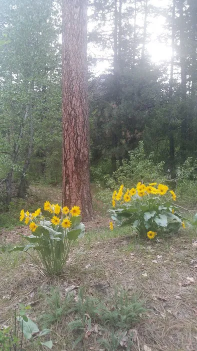 Eightmile Campground Picture 8
