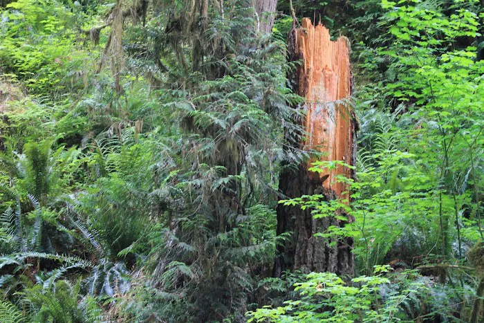Clear Creek Campground Picture 8
