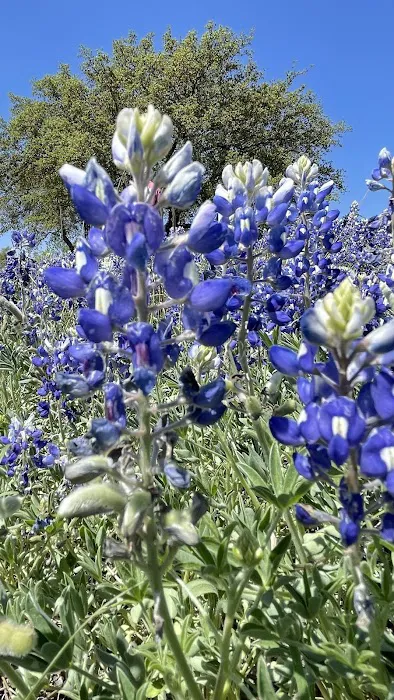 Marble Falls RV Park Picture 4