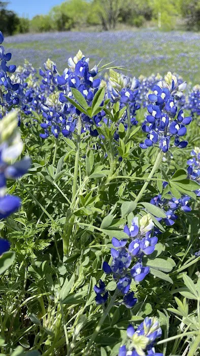 Marble Falls RV Park Picture 5