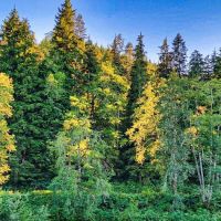 Turlo Campground ico