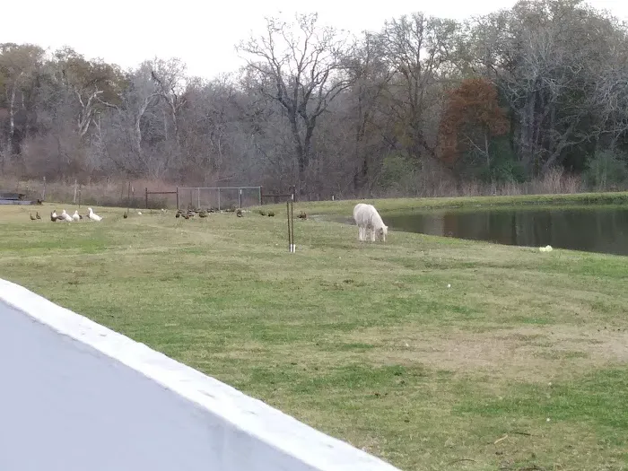 Bastrop RV Park Picture 8
