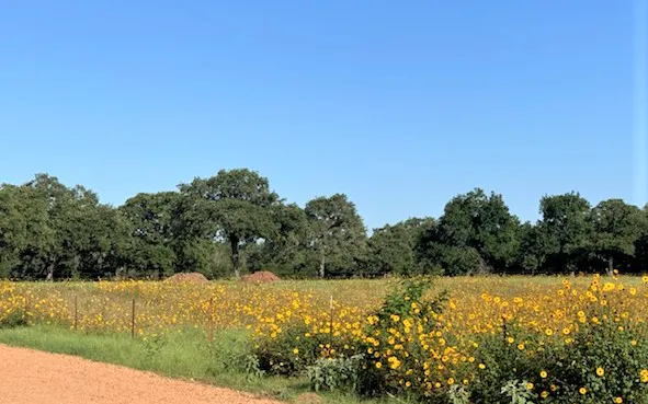 Bellamont RV Park Picture 1