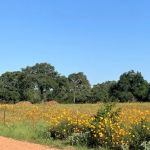 Bellamont RV Park