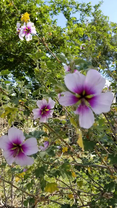 Gold Country Community RV Park Picture 6