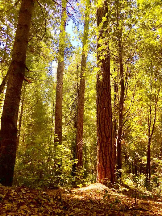 Schoolhouse Campground Picture 4