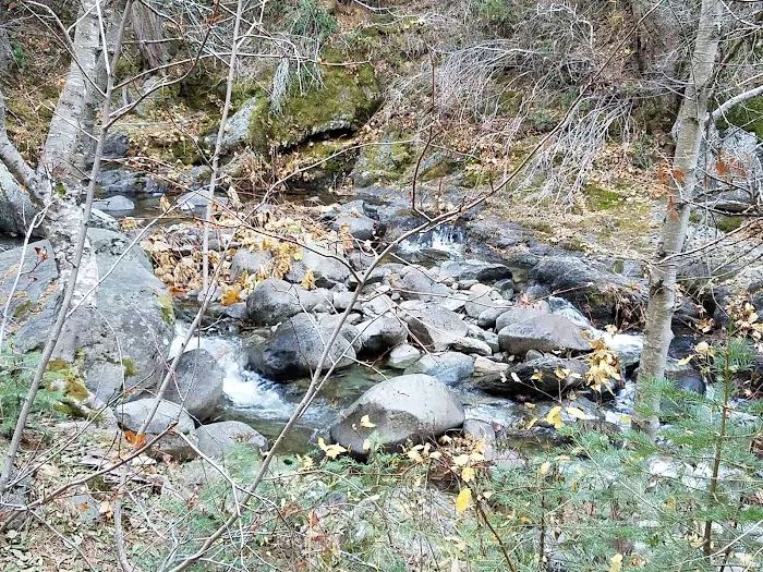 Tunnel Mills Group Campground Picture 8