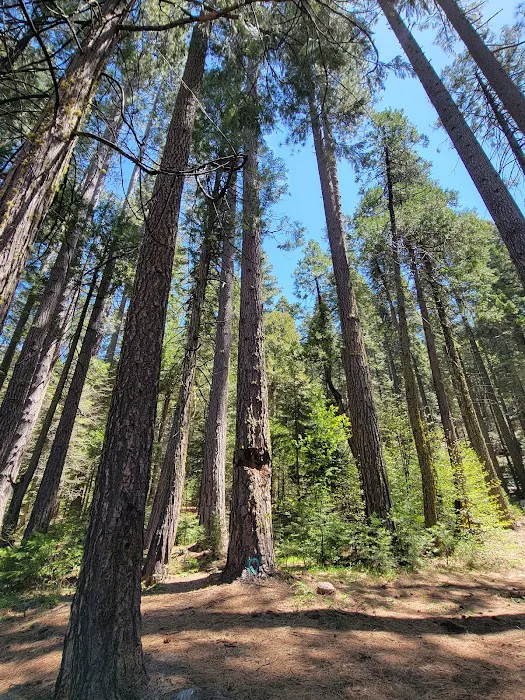 Onion Valley Campground Picture 7