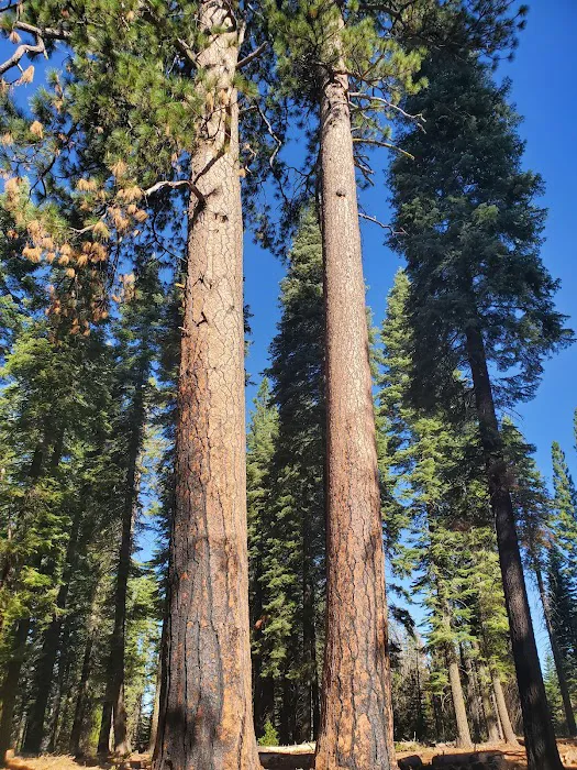 South Fork Group Campground Picture 5