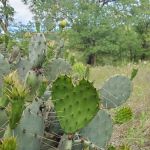 Berry Springs RV Park