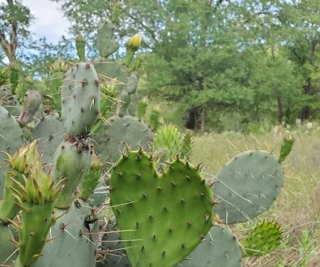 Berry Springs RV Park