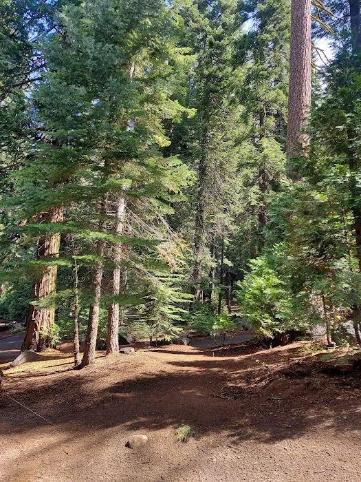 Jones Fork Campground Picture 6