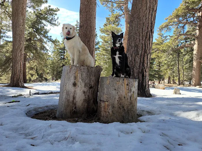 Jackson Flat Group Campground Picture 6