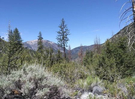 Cabin Flat Trail Camp