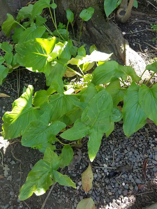 Wayside Gardens Mobile Home Park Picture 5